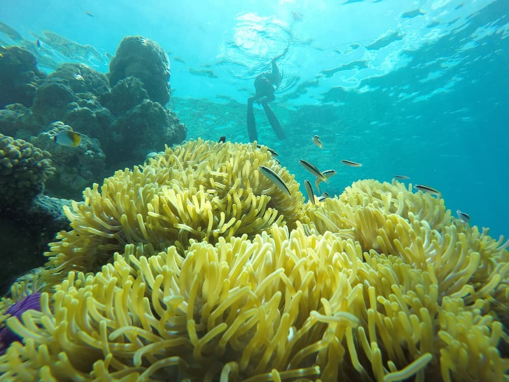 Kaafu Inn Guraidhoo - View 11