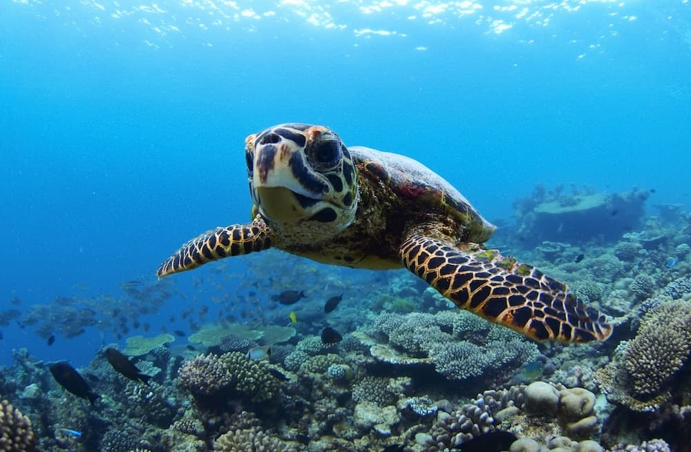 Four Seasons Maldives at Landaa Giraavaru - View 57