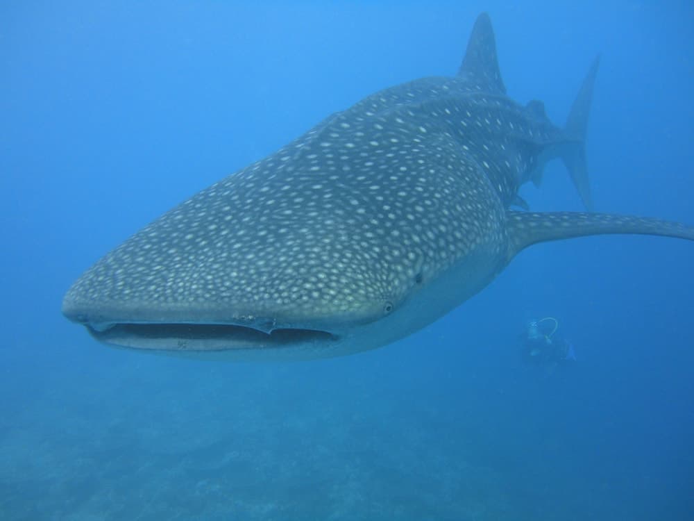 Smera Grand - View 28