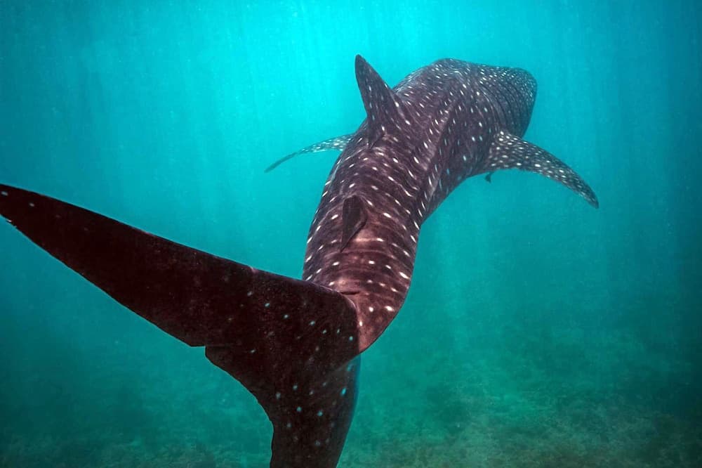 Endheri Sunset - View 37