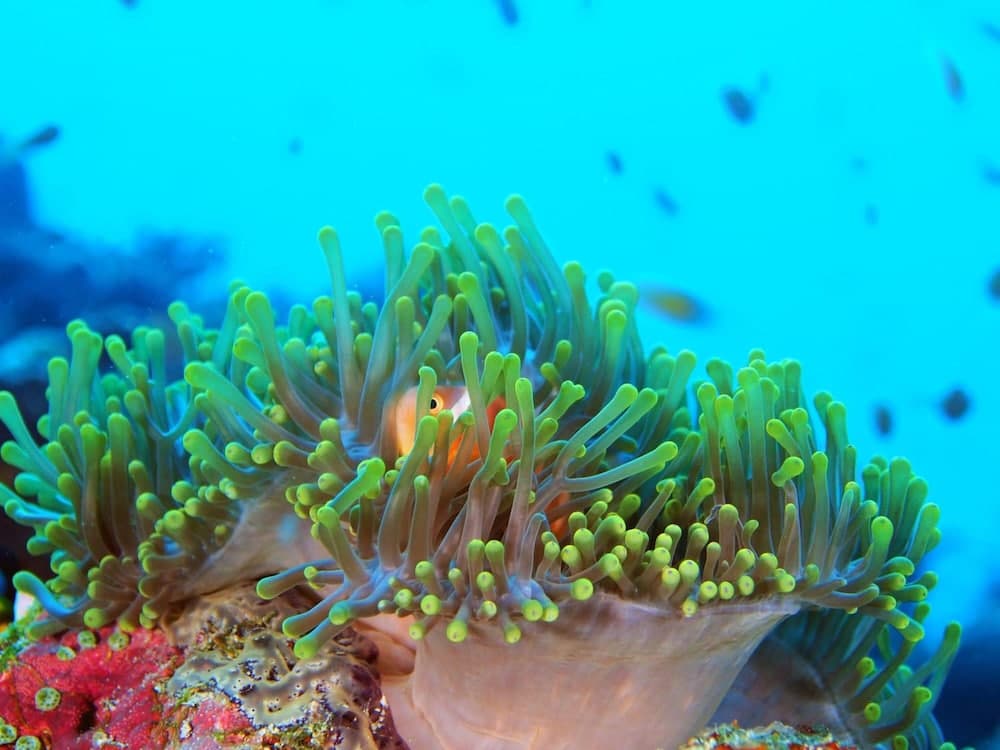 White Sand Dhigurah - View 14