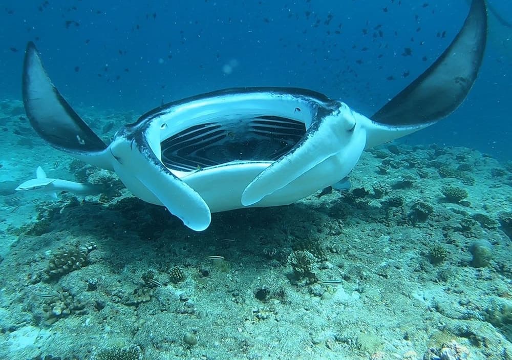 Omadhoo Inn - View 18