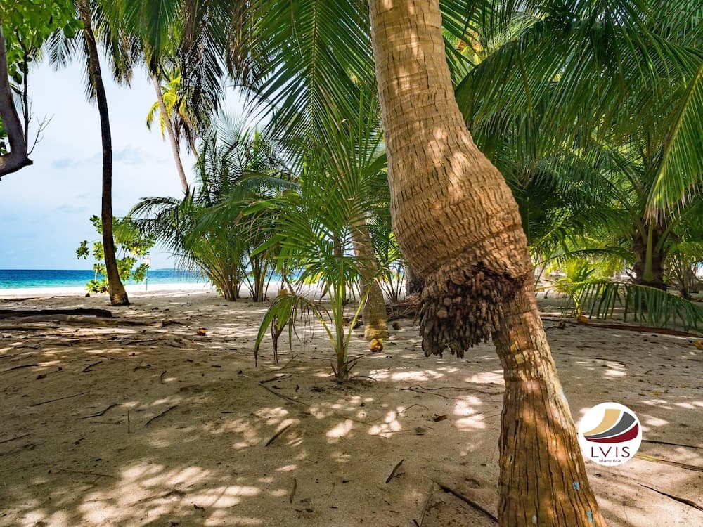 LVIS blancura - View 16