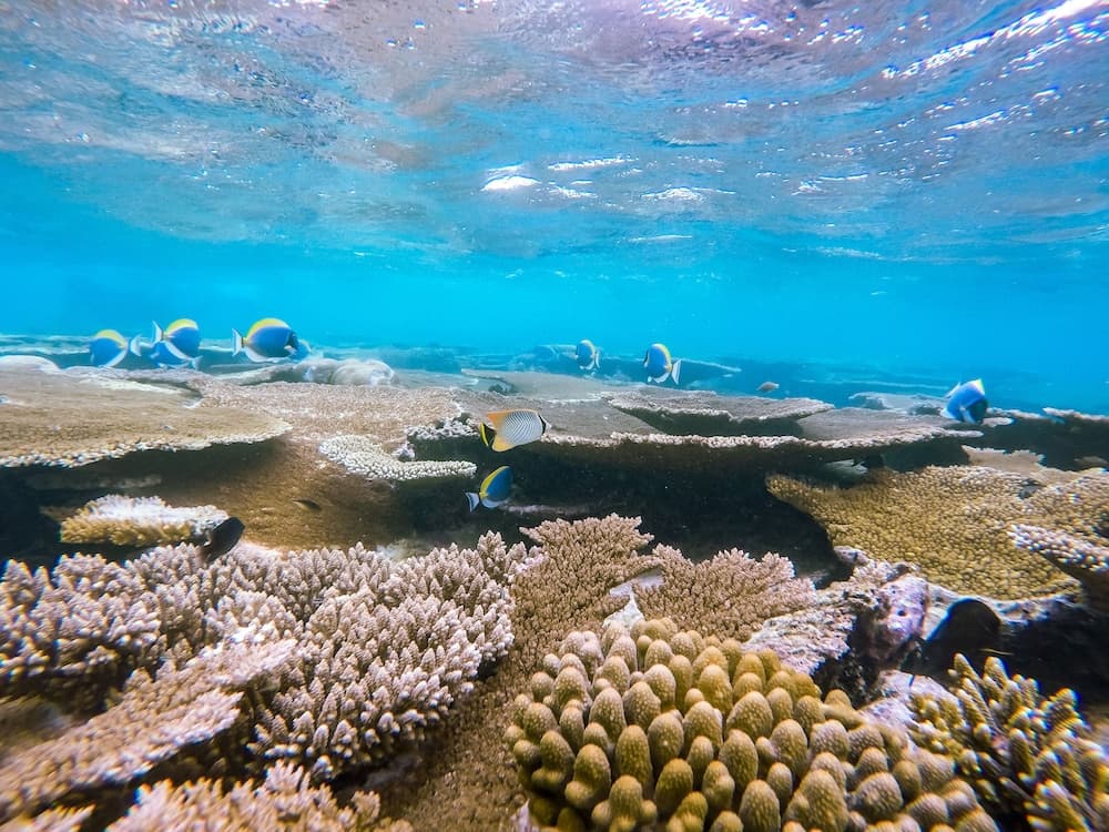 Hide Inn Blue - View 45