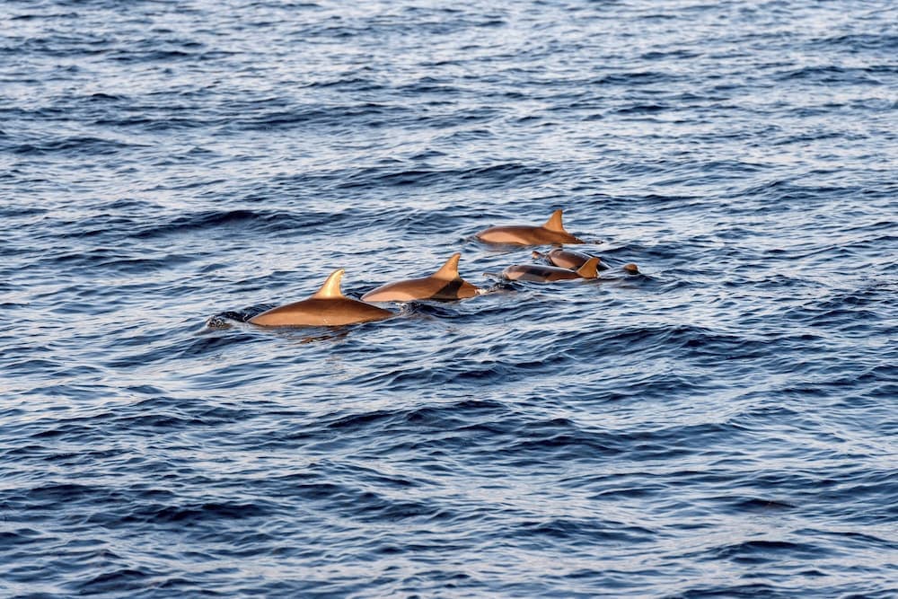 Sheraton Maldives Full Moon Resort & Spa - View 89