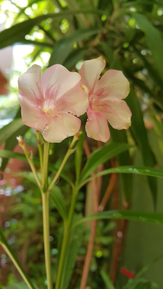 Skai Lodge - View 21