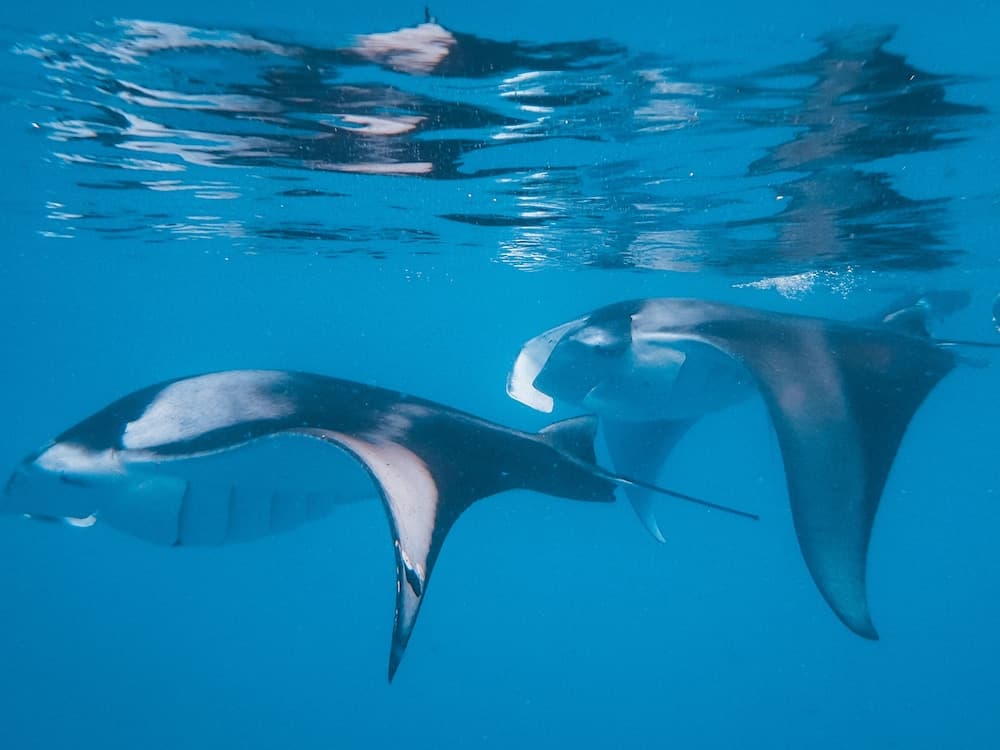 The Nautilus Maldives - View 67