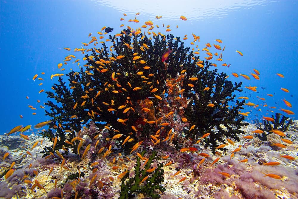 Kuredhivaru Resort & Spa Maldives - View 93