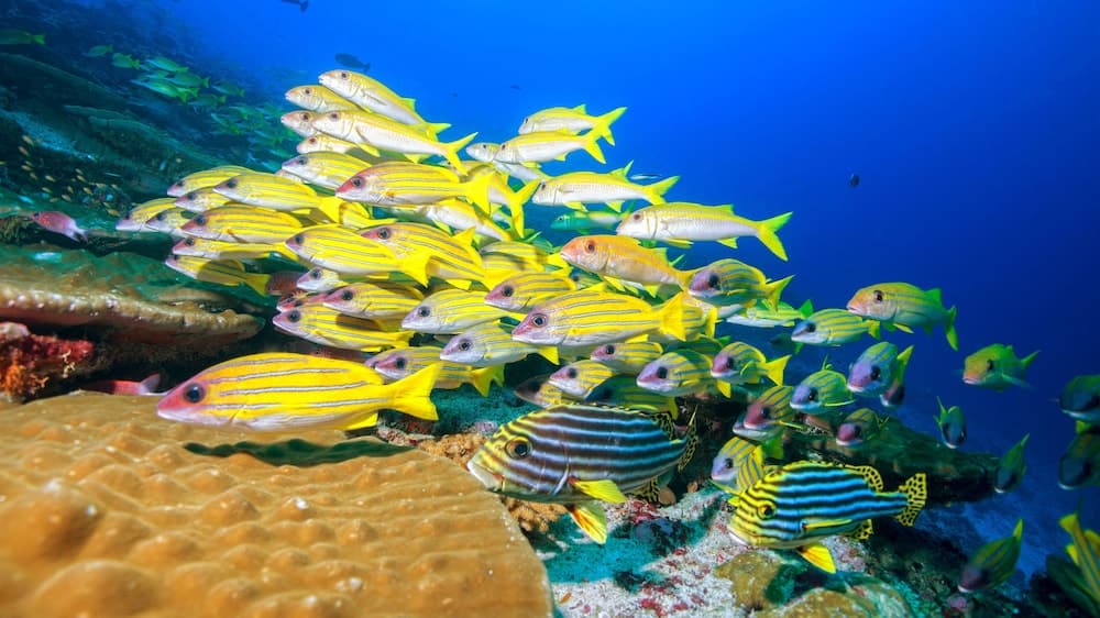 BB Island House Dhigurah - View 37