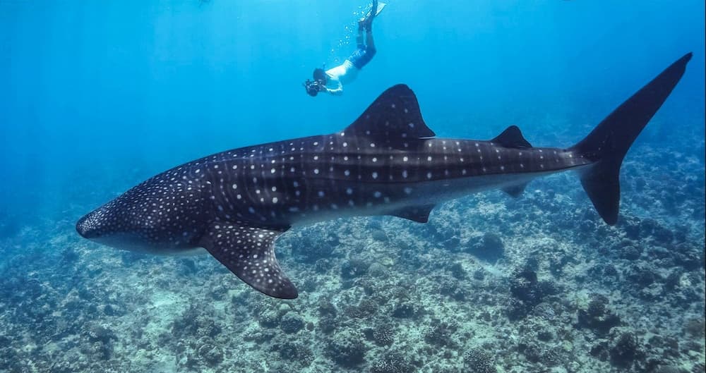 Select Village Maafushi - View 42