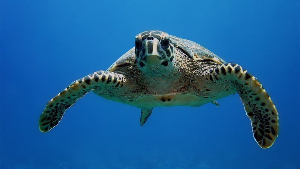 South Ari Inn - View 21