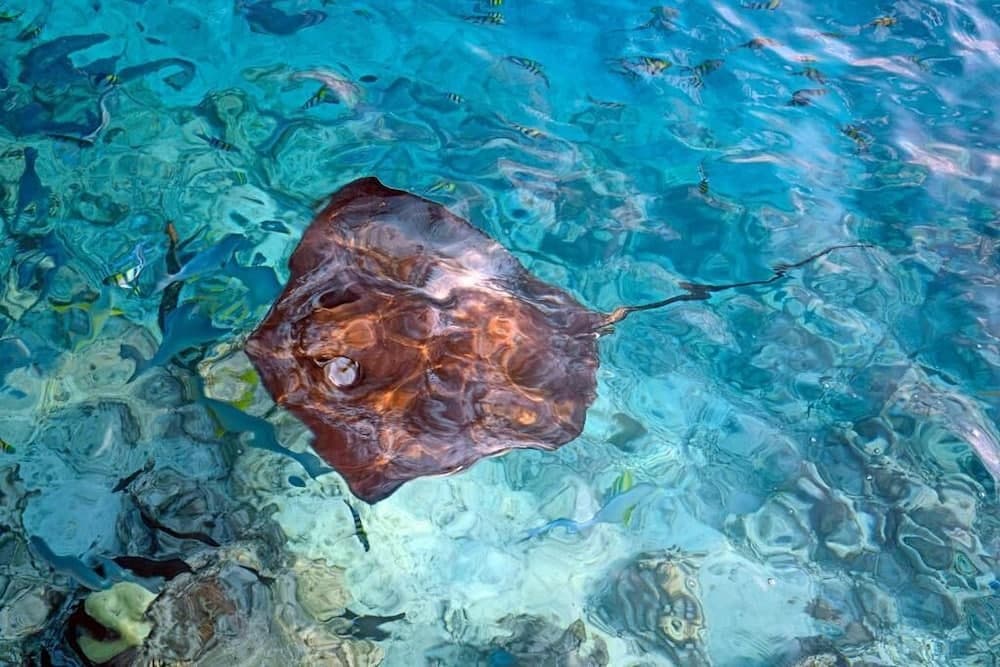 Ocean Village Maldives - View 43