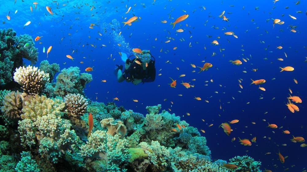 Equa Reef Maldives - View 76