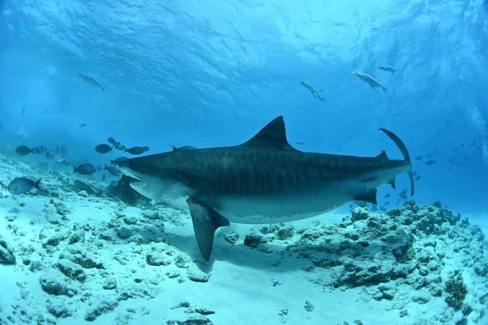 Scuba Residence - View 13