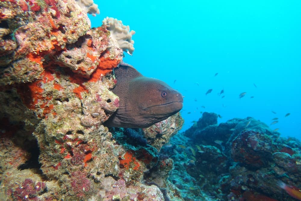 Rahaa Resort Maldives - View 56