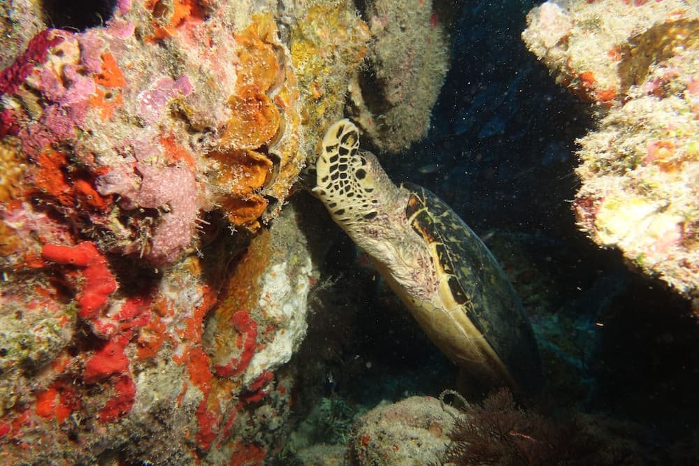 Rahaa Resort Maldives - View 57