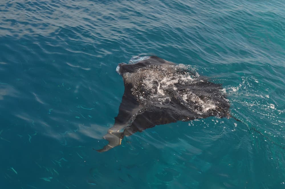 Medhufaru Inn - View 73