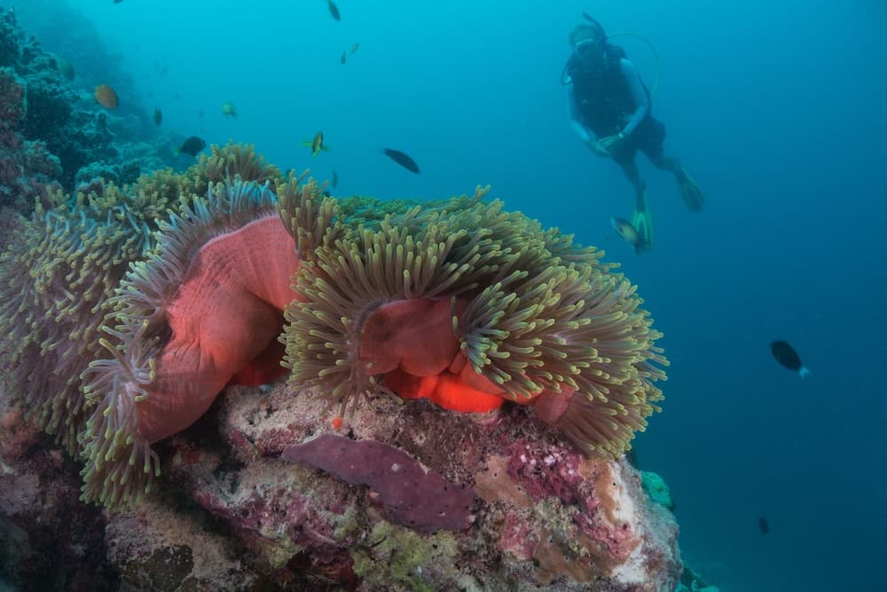 Milaidhoo Maldives - View 68