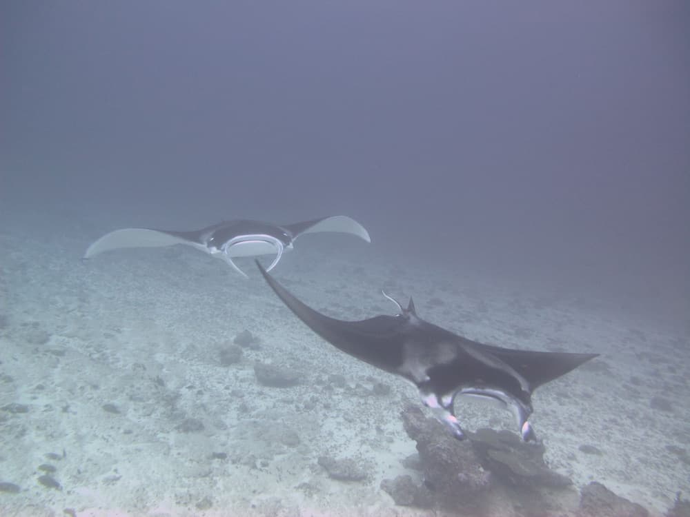 Sea Star Diving - View 2