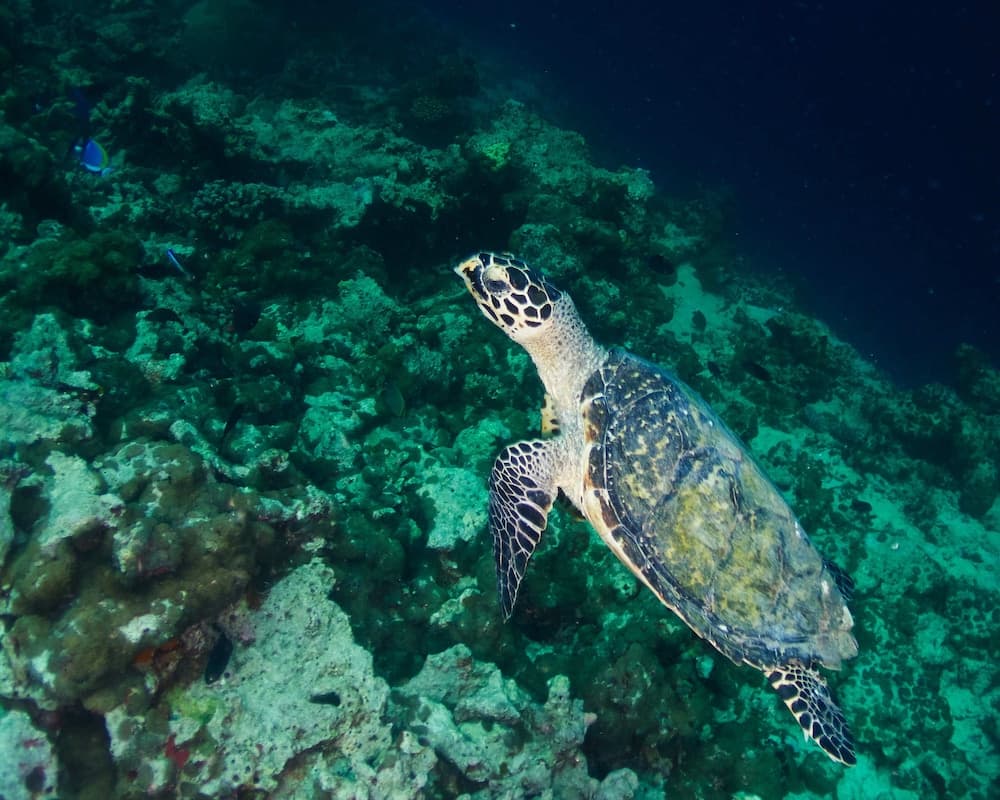 Drift Thelu Veliga Retreat - View 49