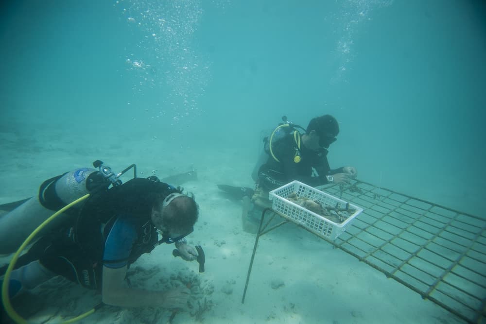 Taj Coral Reef Resort & Spa Maldives – A Premium All Inclusive Resort - View 75