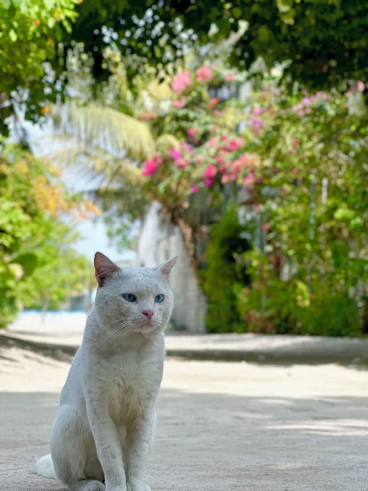 Odi Kamadhoo - View 33