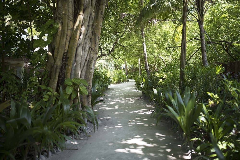 Biyadhoo Island Resort - View 17