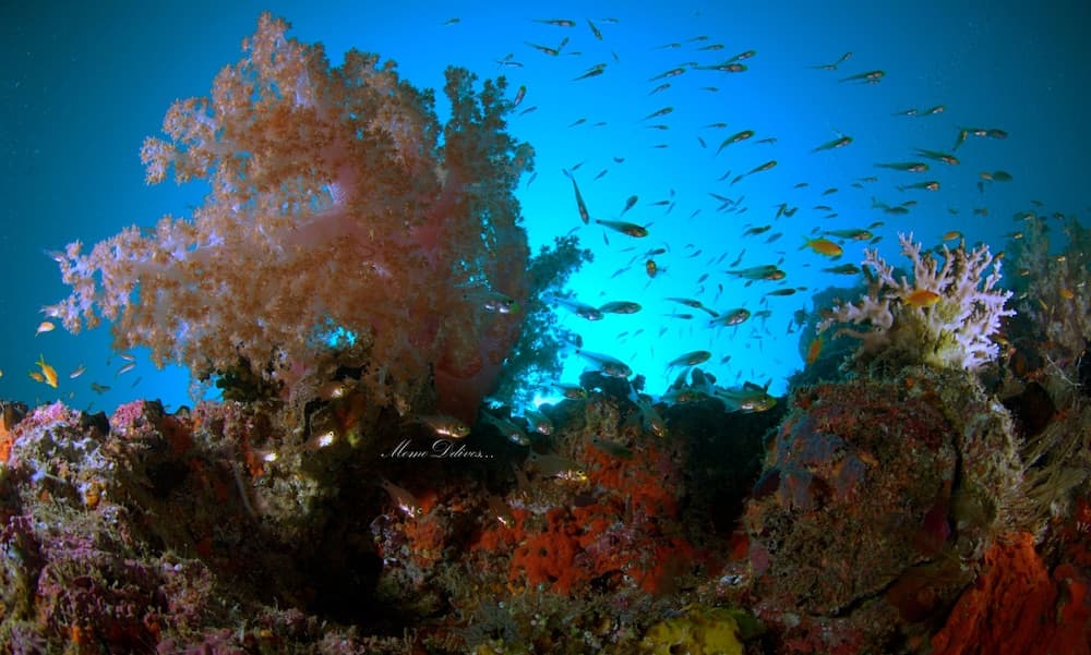 Annama Lodge And Dive - View 26