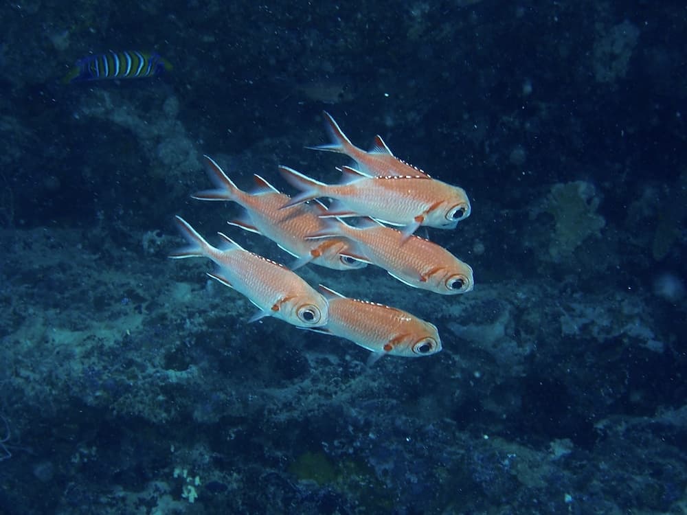 Nika Island Resort & Spa - View 66