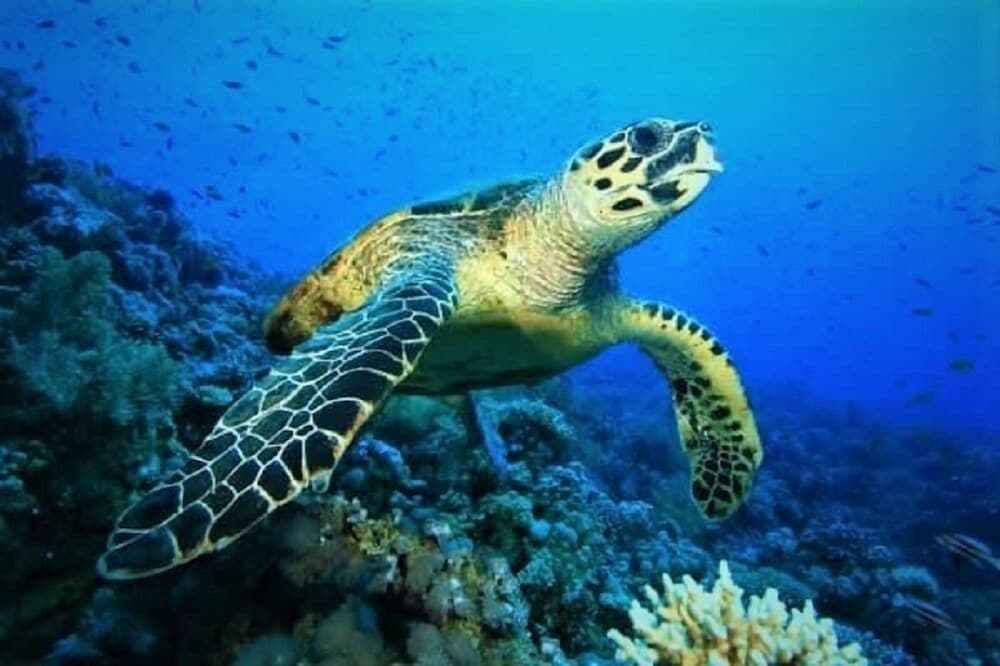 Explore Island Inn - View 19