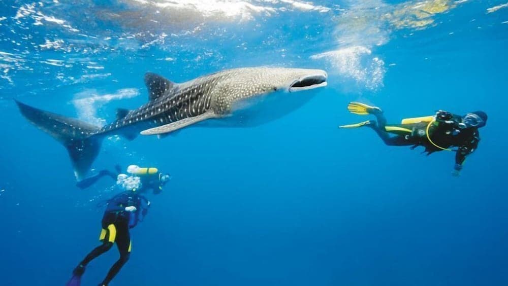 South Ari Inn - View 34