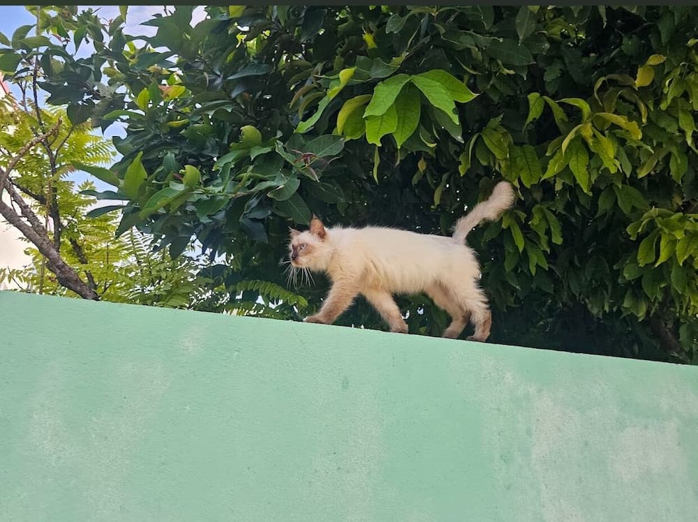 Maavaharu K.Himmafushi - View 17