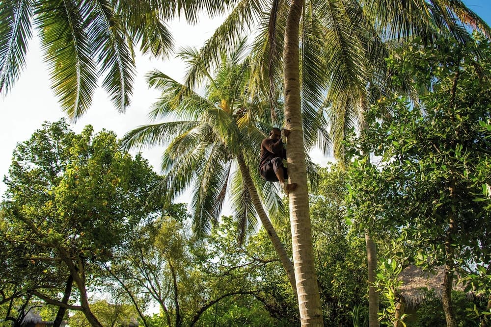 Sheraton Maldives Full Moon Resort & Spa - View 131