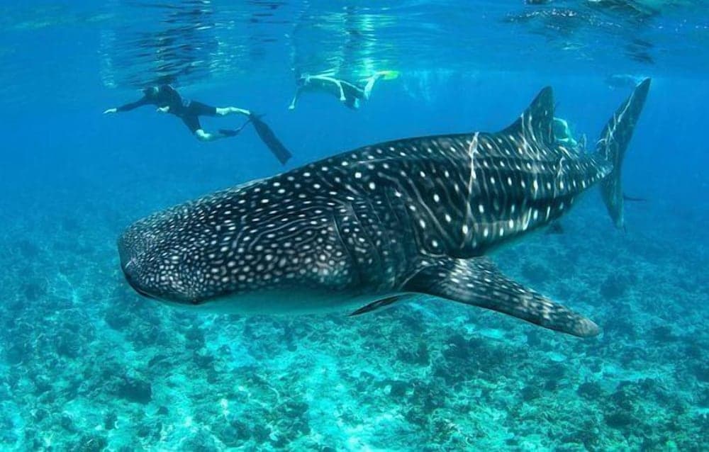 South Ari Inn - View 35