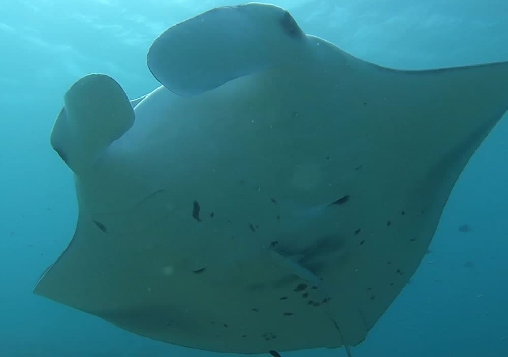 Omadhoo Inn - View 34