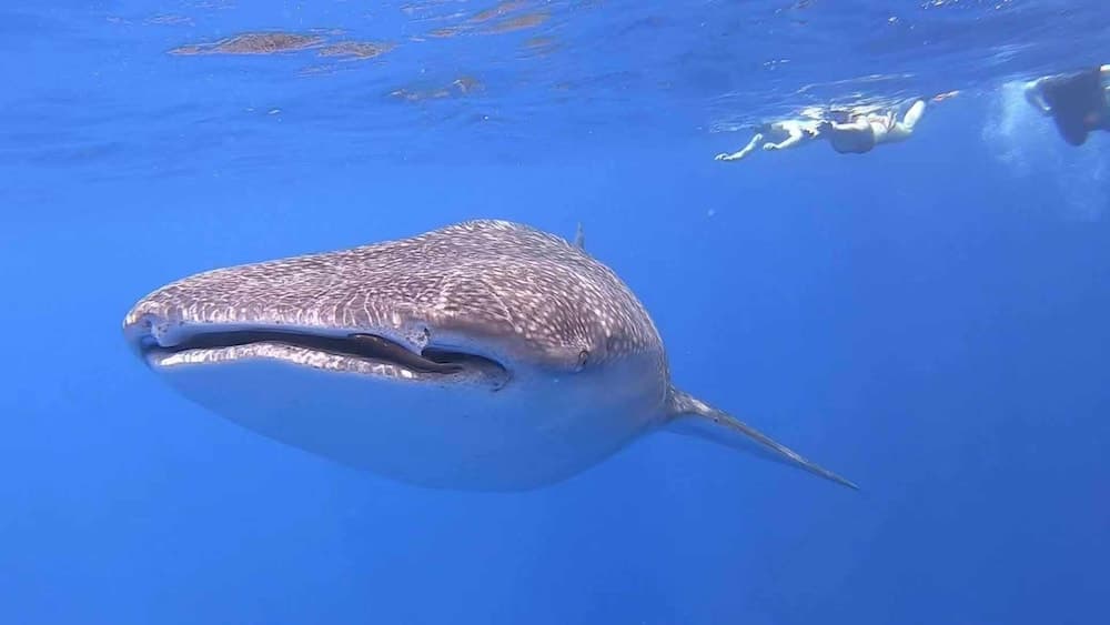 Scuba Residence - View 11