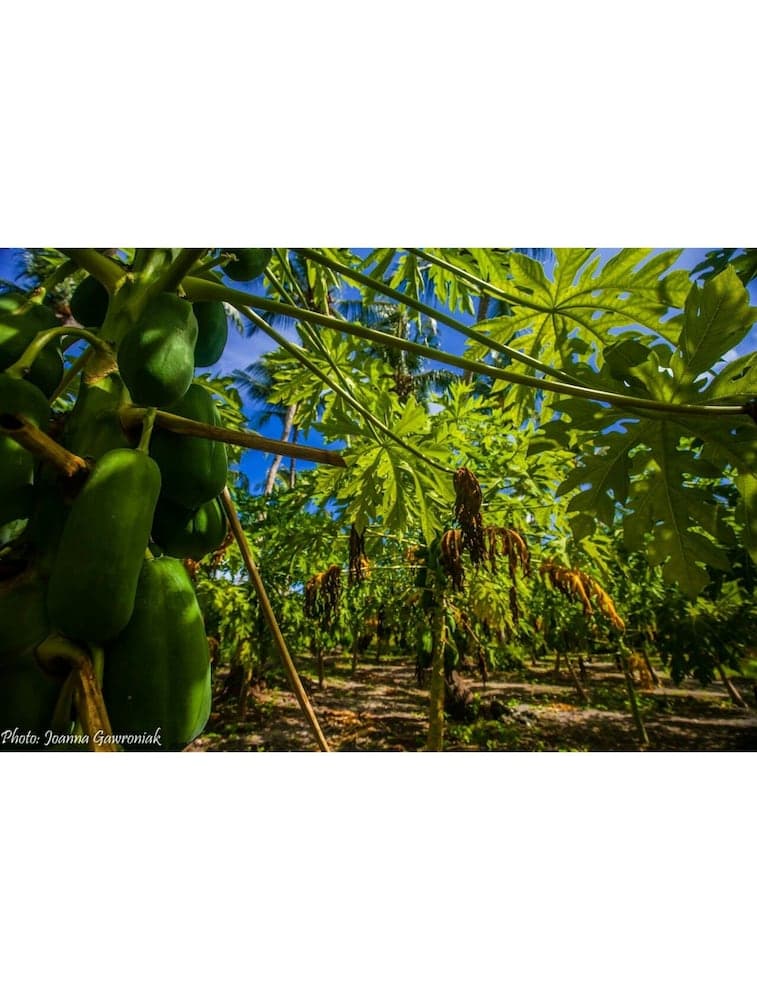 Thoddoo Beach View by Vista - View 5