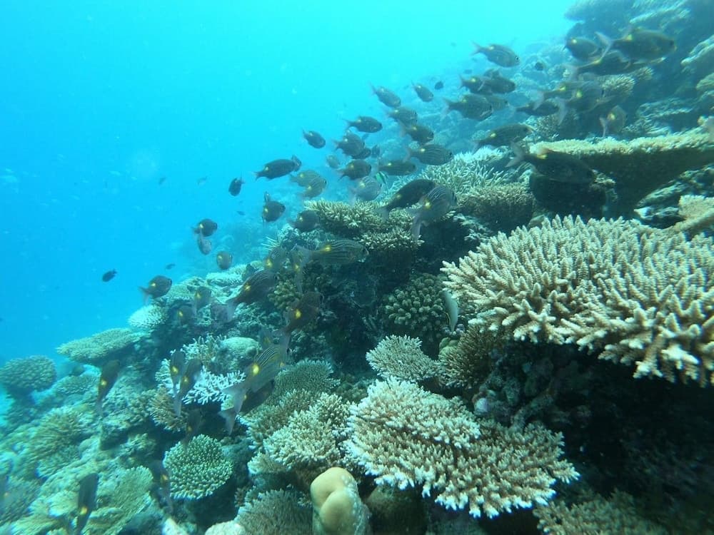 ilaa Beach Maldives - View 54