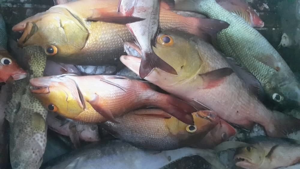 Hudhu Raakani Lodge - View 16