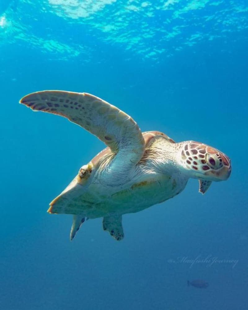 Kokaa Maafushi - View 27