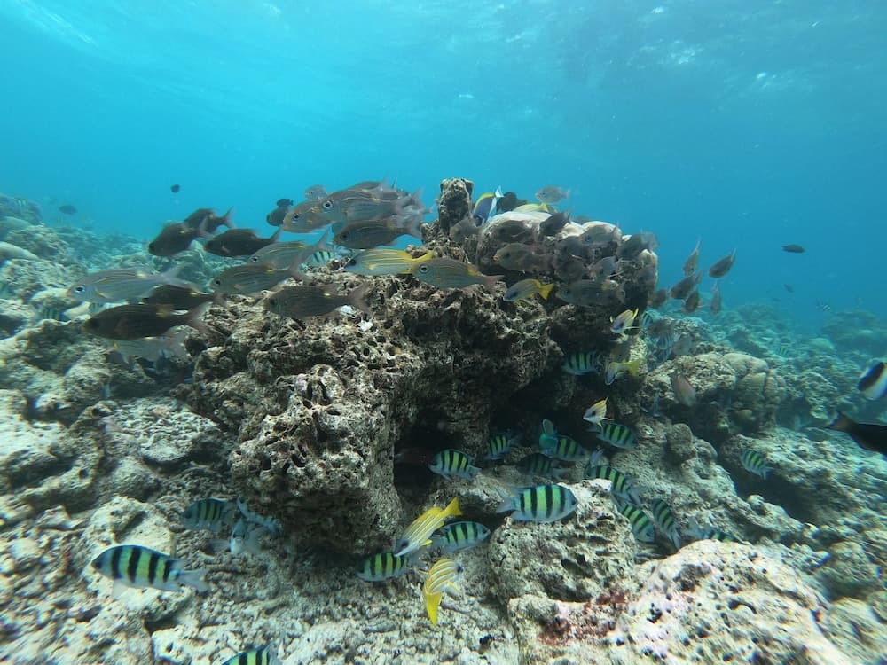 ilaa Beach Maldives - View 25