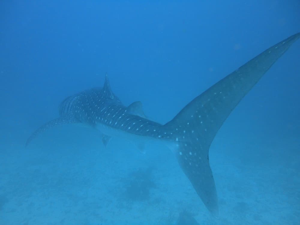 Smera Grand - View 34