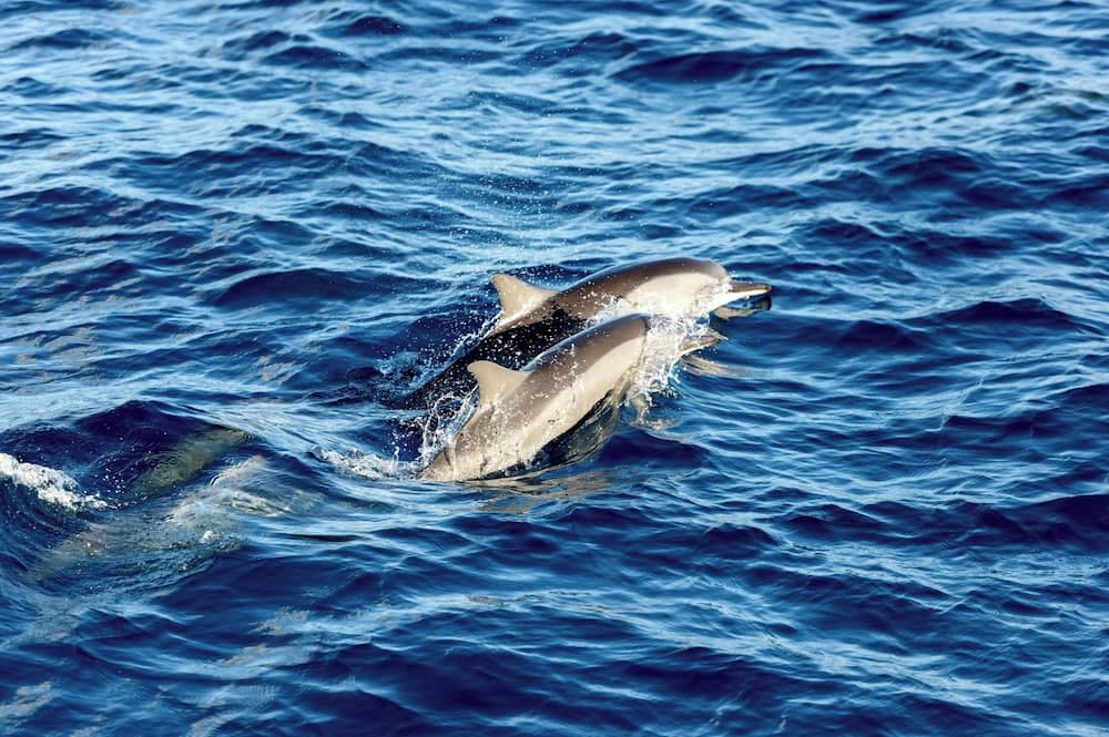 Sheraton Maldives Full Moon Resort & Spa - View 135