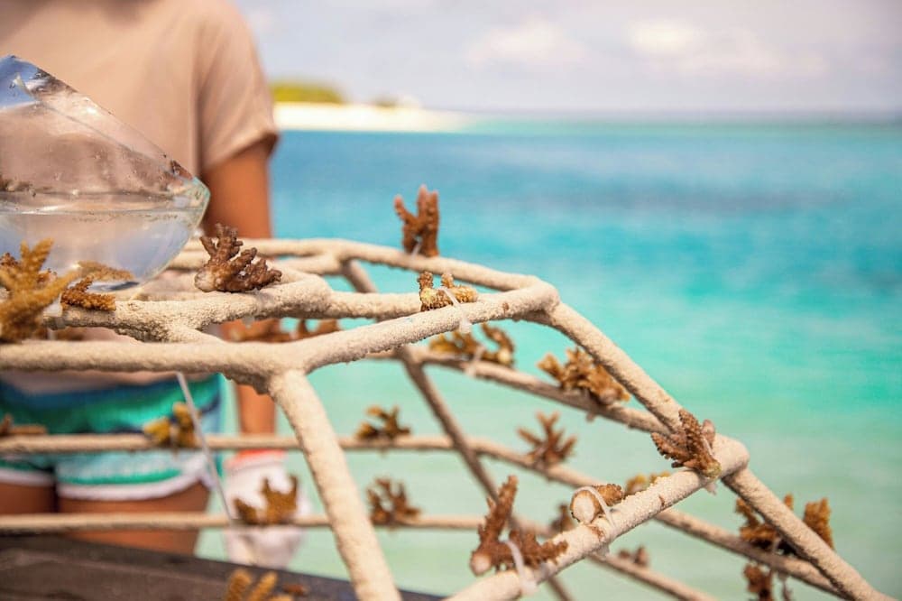 Sheraton Maldives Full Moon Resort & Spa - View 139