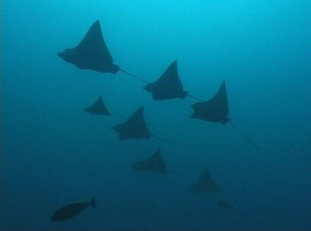 South Ari Inn - View 48