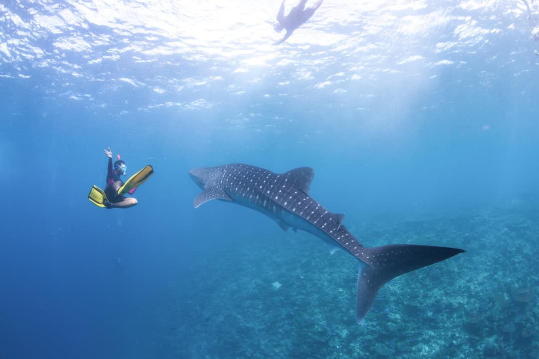 Radisson Blu Resort Maldives with 50 percent off on Sea Plane round trip 03 nights & above - View 64