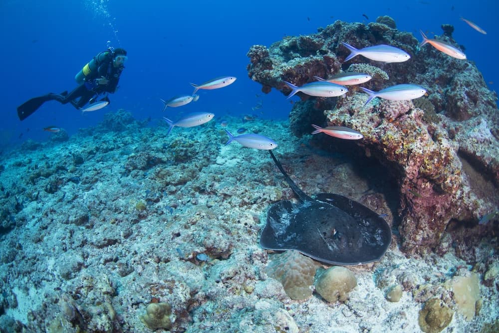 JA Manafaru, The Real Maldives - Complimentary Seaplane for 7 nights and more - Stay Period 01 May 2026 to 23 Dec 2026 - View 27